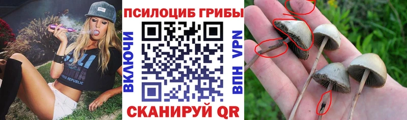 Галлюциногенные грибы Cubensis  что такое   Ноябрьск 